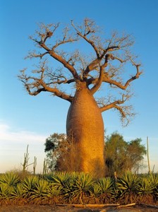 http://www.ayda.ru/images/countries/Madagascar4.jpg