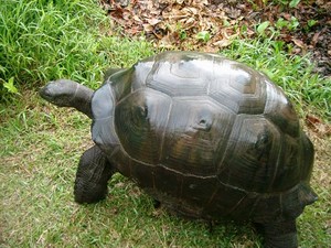 Отдых на Сейшелах. Гигантская сухопутная черепаха.