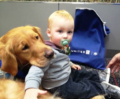 Собаки будут развлекать пассажиров в аэропортах США