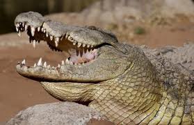В Ялте открывается самый большой в Европе крокодиляриум