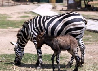 В зоопарке на юго-востоке Китая появилась осло-зебра