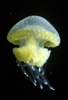 В Испании закрываются пляжи из-за нашествия австралийских пятнистых медуз