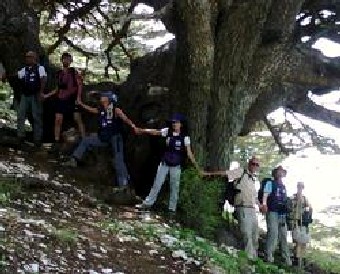 Эко-туризм ливанских кедровых лесов находится под угозой