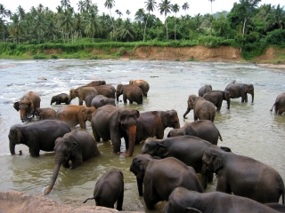 В сентябре на Шри-Ланке можно увидеть крупнейшее в Азии скопление слонов