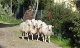 В Сардинии обычный пастух успешно воюет с воротилами турбизнеса