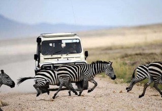 Строительство шоссе в национальном парке Танзании нарушит экосистему