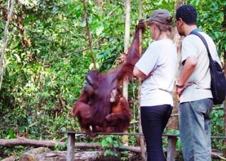 В национальном парке Индонезии Tanjung Puting можно понаблюдать за орангутангами