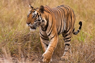 Тигры или туристы? В Индии могут запретить вход в заповедники