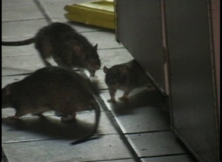 В столичном аэропорту Египта крысы портят имущество и нападают на людей