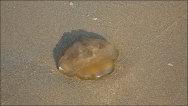 На побережье Гоа началось нашествие медуз