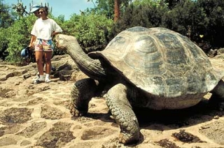 Заповедник для черепах будет создан на Галапагосах