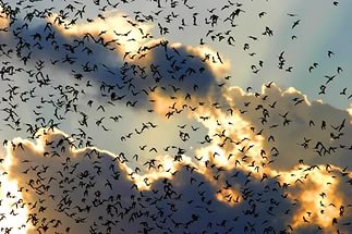 <a href=/israel/>Израиль</a>: 20 ноября в долине Хула произойдет красивейшее чудо природы – миграция птиц