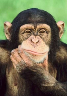Насшествие эко-туристов создает стресс у орангутангов