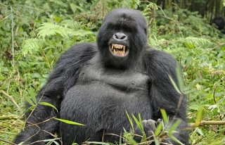 Руанда: посещение редких горных горилл подорожает