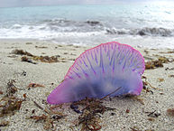У побережья Таиланда появились опасные родственники медуз