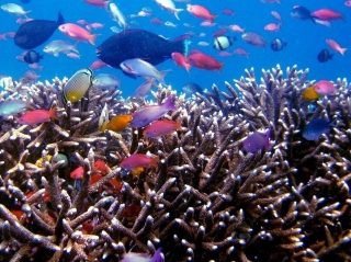 Коралловые рифы Индонезии могут исчезнуть уже к 2050 году