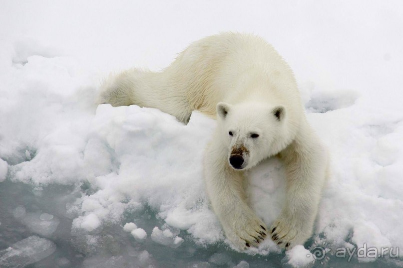 Северный полюс 2014. Фото-отчет