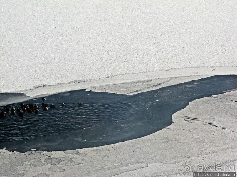 Альбом отзыва "Замерзшие берега Дир Крик — поездка на исторической ж.д."