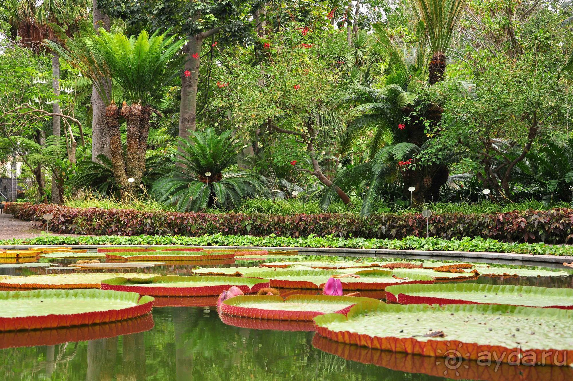 Фото Ботанический сад Тенерифе