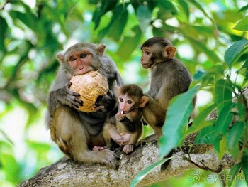 Фото Остров обезьян