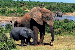 Восточный Кейп (ЮАР)