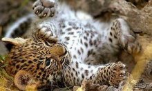 Полоса Каприви