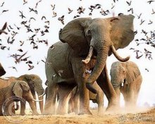 Национальный Парк Чобе