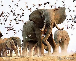 Отдых в Национальном Парке Чобе