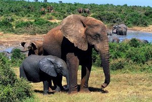 Отдых в Восточном Кейпе