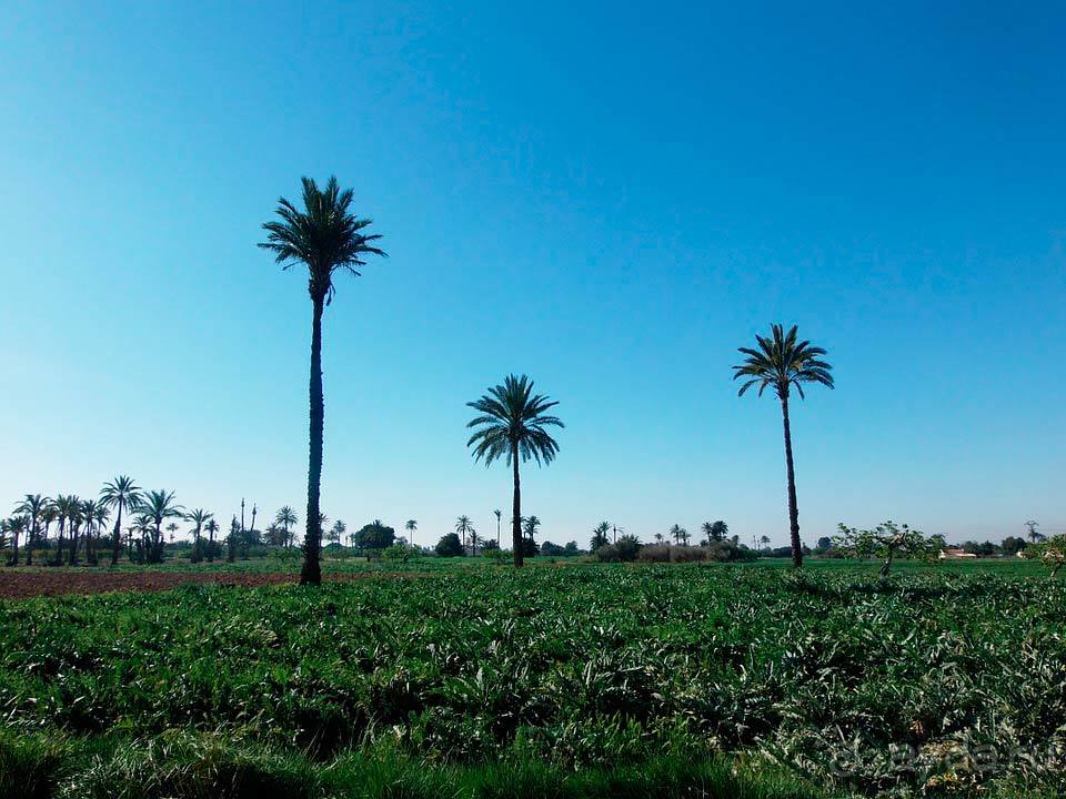 Отдых в Эльче