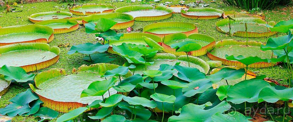 Отдых на Озере Виктория