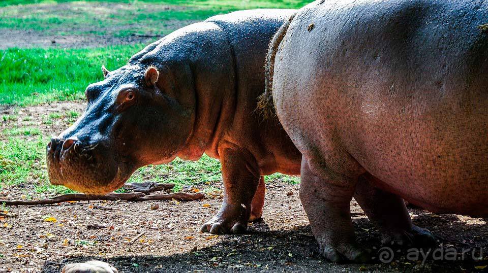 Отдых в Момбасе