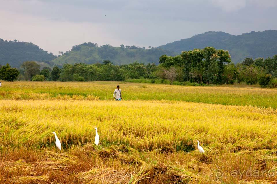 Отдых в Нувара Элии