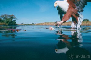 Дельта Окаванго и Парк Мореми