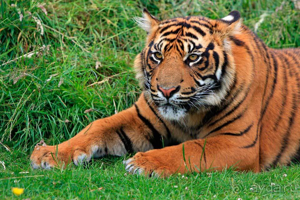 Отдых в Суматре