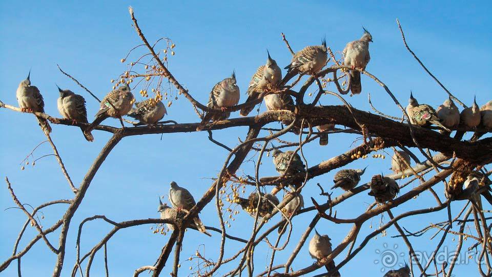 Отдых в Улуру