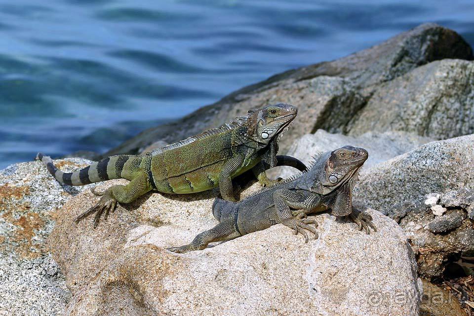 Отдых в Арубе