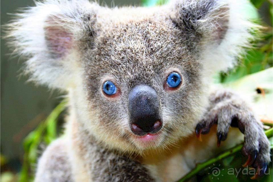 Отдых в Австралии