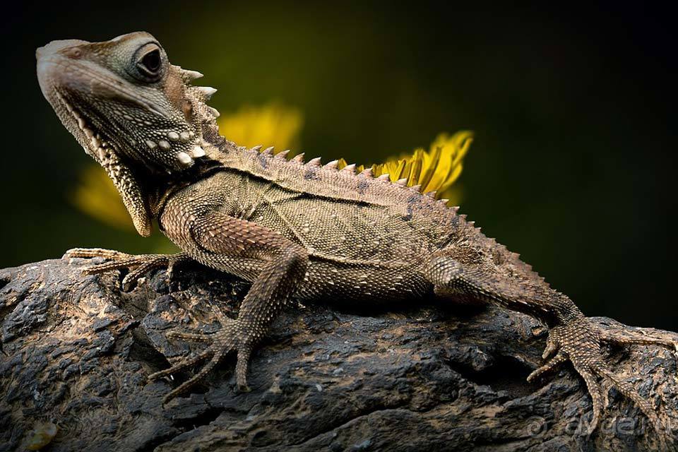 Отдых в Австралии