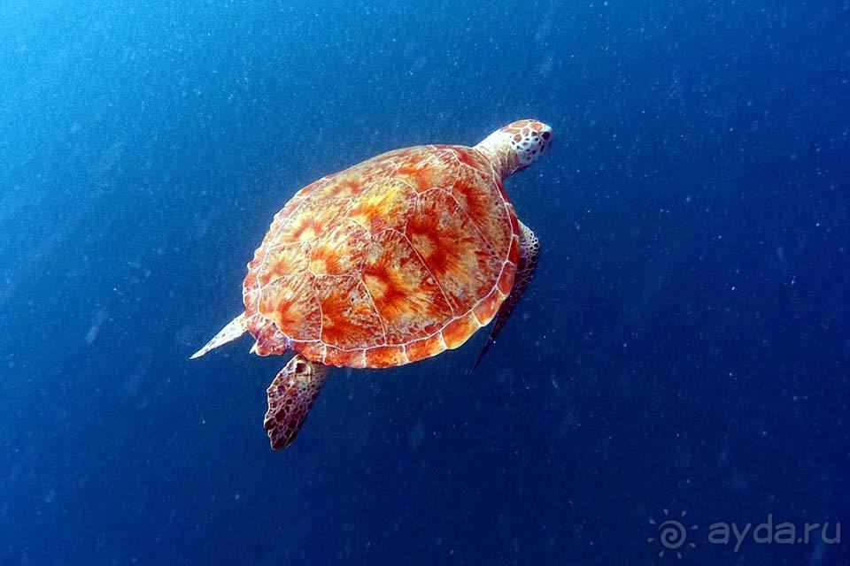 Отдых на Барбадосе