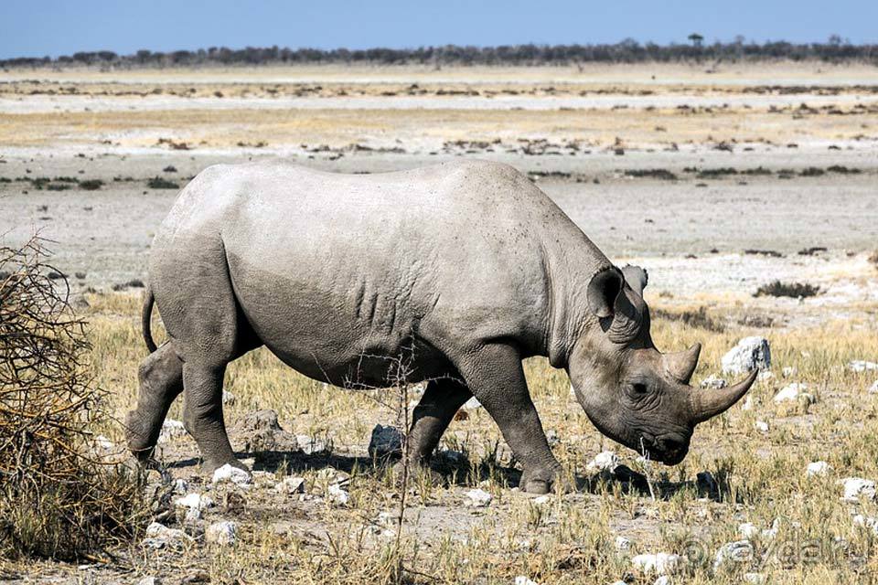 Отдых в Ботсване