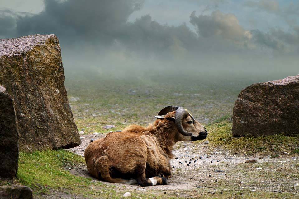 Отдых в Камеруне