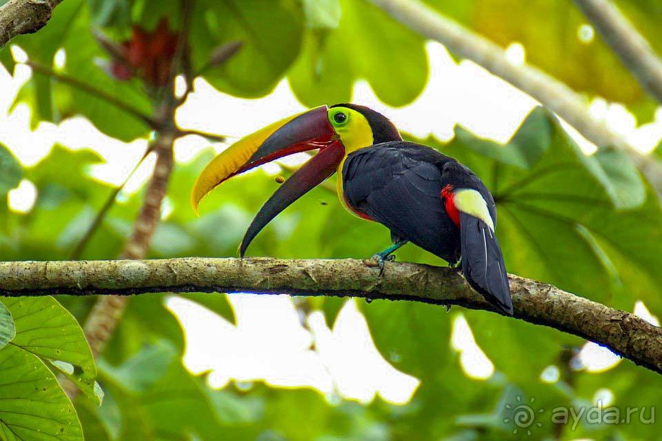 Отдых в Коста-Рике