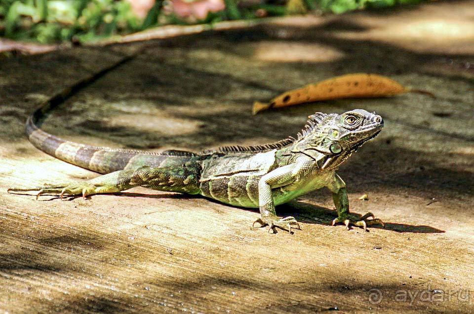 Отдых в Коста-Рике