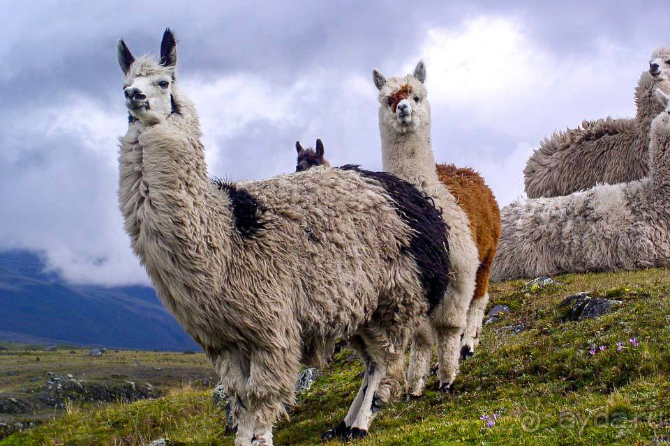 Отдых в Эквадоре