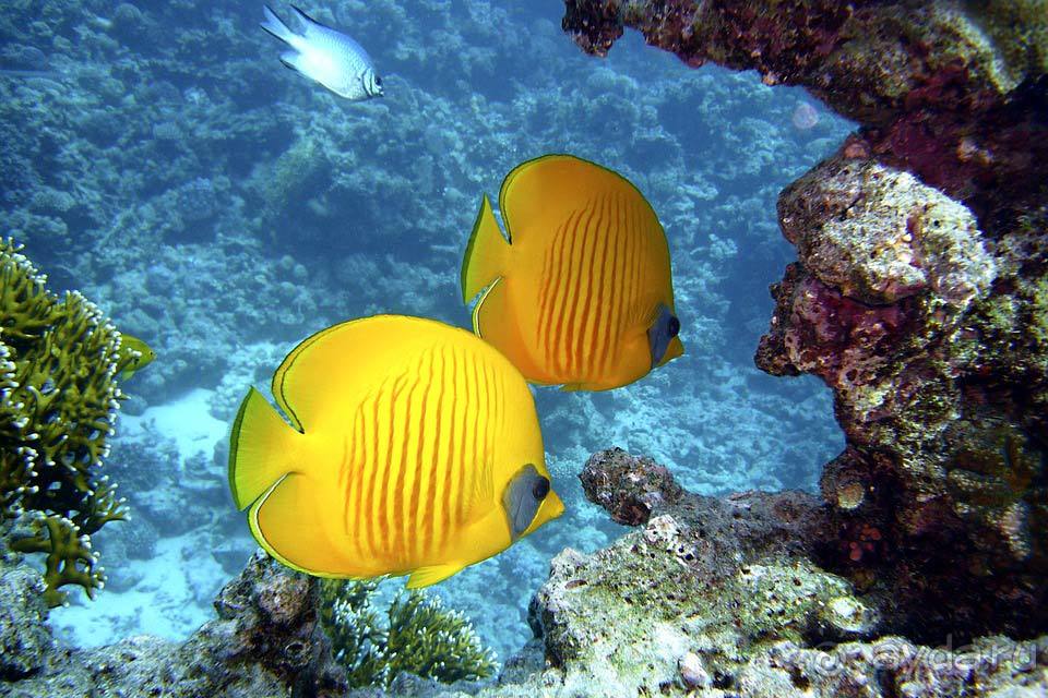 Отдых в Египте