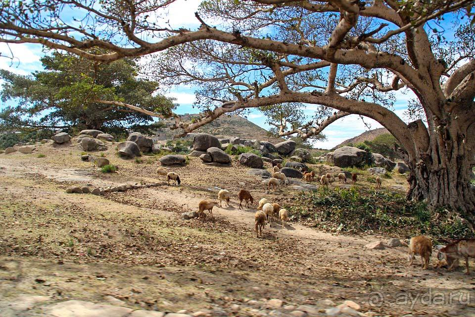 Отдых в Эритрее