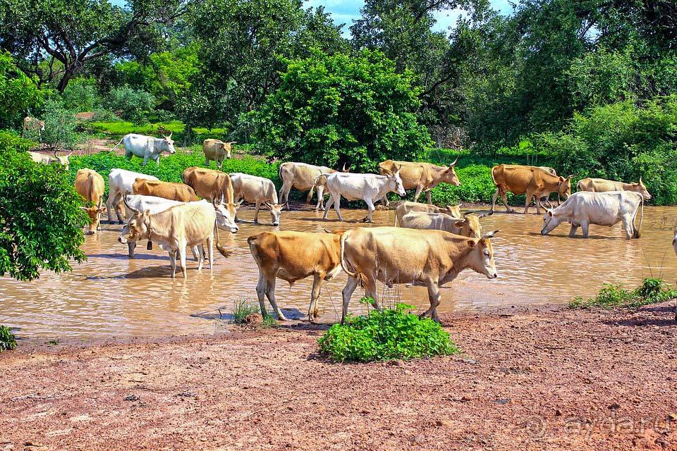 Отдых в Гамбии