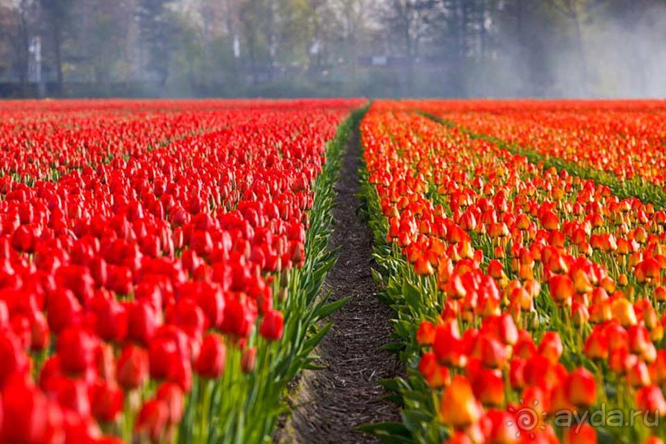 Отдых в Голландии