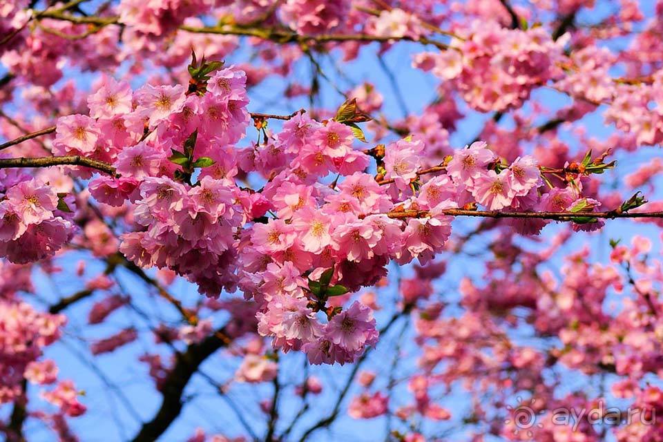 Отдых в Японии